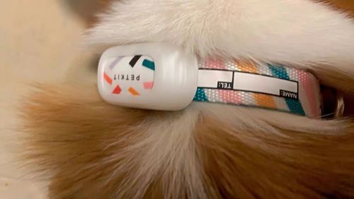 PetFit Smart GPS Pet Collar, real-time tracker with calorie and sleep monitoring for dogs and cats